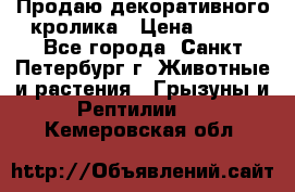 Продаю декоративного кролика › Цена ­ 500 - Все города, Санкт-Петербург г. Животные и растения » Грызуны и Рептилии   . Кемеровская обл.